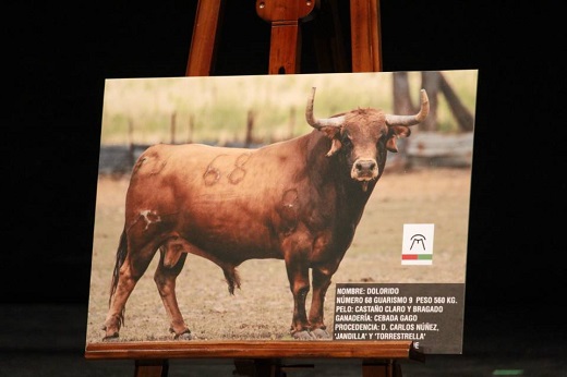 Un ejemplar de Cebada Gago, ‘Toro de la Feria’ de Medina del Campo para este 2023.